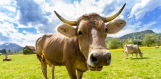 Eco-Friendly Cement Made From Mammal Urine And Trash Could Change The Game