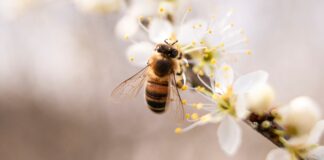 Homestead Stories: Pollinator-Friendly Plants