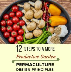 How the 12 Standards of Permaculture can change your nursery How the 12 Standards of Permaculture can change your nursery