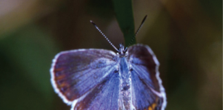 Explanation of organismal ecology organismal ecology