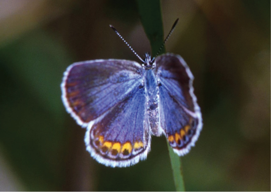organismal ecology organismal ecology