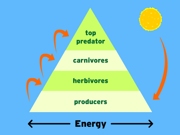 rules of ecology rules of ecology
