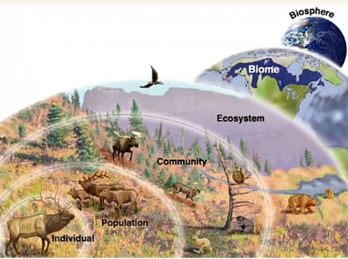 primary levels of ecology primary levels of ecology