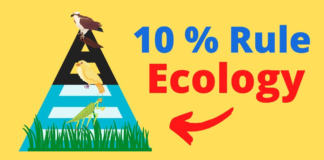 What is the 10 rule in ecology? rule in ecology