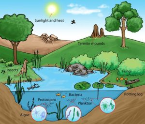 meant by ecosystem meant by ecosystem