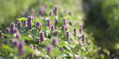 All About Permaculture All About Permaculture